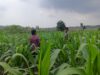 Polsek Grabagan Polresta Tuban Turun Langsung Cek Tanaman Jagung Warga
