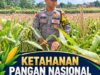 Dukung Ketahanan Pangan Nasional, Polsek Kenduruan Polresta Tuban Pantau Perkembangan Tanaman Jagung Milik Petani