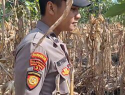 Mendukung Program Ketahanan Pangan, Bhabinkamtibmas Monitoring Pertumbuhan Jagung
