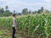 Dukung Swasembada Pangan, Bhabinkamtibmas Polsek Tambakboyo Monitoring Pertumbuhan Jagung