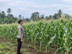 Dukung Swasembada Pangan, Bhabinkamtibmas Polsek Tambakboyo Monitoring Pertumbuhan Jagung