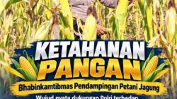 Polsek Soko Polresta Tuban Turun Langsung Cek Tanaman Jagung Warga