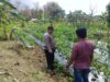 ANGGOTA POLSEK GRABAGAN SAMBANG DESA BINAAN, PANTAU LAHAN JAGUNG DAN MEMASTIKAN SISTEM IRIGASI MASIH LANCAR