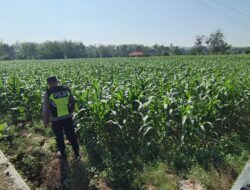 Polri Dukung Astacita, Polsek Semanding Polresta Tuban Turun Cek Tanaman jagung milik Warga di Desa Semanding