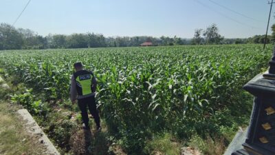 Polri Dukung Astacita, Polsek Semanding Polresta Tuban Turun Cek Tanaman jagung milik Warga di Desa Semanding
