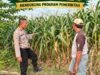 Polsek Parengan Polresta Tuban Pantau Lahan Jagung Warga Desa Ngawun Dukung Program Astacita