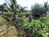 Polsek Grabagan Polresta Tuban Turun Langsung Cek Tanaman Jagung Warga