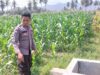Perkuat Ketahanan Pangan Nasional, Bhabinkamtibmas Desa Buin Baru Pantau Perawatan Tanaman Jagung Warga di Buer