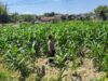 Polri Dukung Astacita, Polsek Grabagan Polresta Tuban Turun Cek Tanaman jagung milik Warga di Desa Grabagan