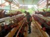 Babinsa Ajak Peternak Jaga Kebersihan, Bidik Peluang Pasar MBG