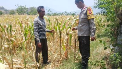 Dukung Ketahanan Pangan Nasional dan Program Asta Cita, Bhabinkamtibmas Desa Pernek Sambangi Warga Panen Jagung dan Dorong Pemanfaatan Pekarangan