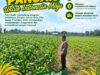 Polri Dukung Astacita, Polsek Merakurak Polresta Tuban Turun Cek Tanaman Jagung Warga di Desa Tuwiri Wetan