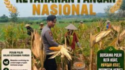 Dukung Ketahanan Pangan Nasional, Bripda Shandy Polsek Bancar Monitoring Panen Jagung di Latsari