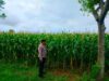 Dukung Astacita Presiden RI, Polmas Polsek Jenu Polresta Tuban Cek Perkembangan Tanaman Jagung Milik Petani