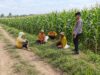 Dukung Ketahanan Pangan Nasional, Bhabinkamtibmas Polsek Tambakboyo Monitoring dan Dialogis Dengan Petani Jagung