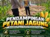 Polsek Parengan Polresta Tuban Pantau Lahan Jagung Warga Desa Ngawun Dukung Program Astacita