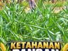 Mendukung Program Ketahanan Pangan, Bhabinkamtibmas Monitoring Pertumbuhan Jagung