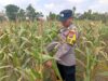 Dukung Astacita Presiden Ri, Kanit Binmas Polsek Kenduruan Polresta Tuban Cek Perkembangan Tanaman Jagung Milik Petani