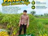 Anggota Polsek Singgahan Polresta Tuban Turun Cek Tanaman jagung Warga di Desa Tingkis