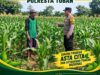 ANGGOTA POLSEK KEREK POLRESTA TUBAN PANTAU PERTUMBUHAN TANAM JAGUNG