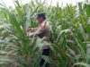 Dukung Astacita Presiden, Polmas Polsek Kenduruan Polresta Tuban Pantau Perkembangan Tanaman Jagung Petani di Desa Jamprong .