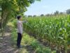 Dukung Ketahanan Pangan Nasional, Bhabinkamtibmas Polsek Tambakboyo Monitoring Pertumbuhan Lahan Jagung Binaan