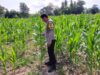 Dukung Ketahanan Pangan Nasional, Bhabinkamtibmas Buin Baru Pantau Perawatan Tanaman Jagung Warga di Buer