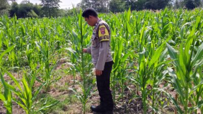 Dukung Ketahanan Pangan Nasional, Bhabinkamtibmas Buin Baru Pantau Perawatan Tanaman Jagung Warga di Buer