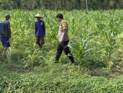 Anggota Polsek Singgahan Polresta Tuban Turun Cek Tanaman jagung Warga di Desa Lajo Kidul