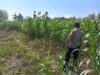 Kawal Swasembada Pangan, Polsek Jatirogo Pantau Langsung Tanaman Jagung di Paseyan