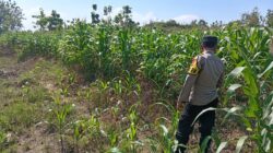 Kawal Swasembada Pangan, Polsek Jatirogo Pantau Langsung Tanaman Jagung di Paseyan