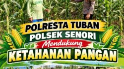Bhabinkamtibmas Polsek Senori Polresta Tuban Lakukan Pemantauan Tanaman Jagung Warga Desa Wanglukulon Guna Mendukung Program Ketahanan Pangan