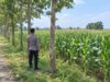 Dukung Asta Cita Presiden, Polsek Tambakboyo Monitoring Lahan Jagung Binaan Yang Tumbuh Subur