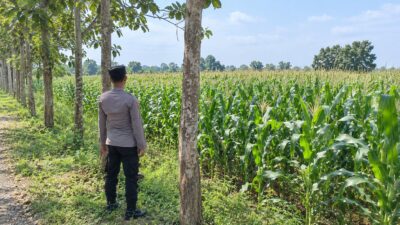 Dukung Asta Cita Presiden, Polsek Tambakboyo Monitoring Lahan Jagung Binaan Yang Tumbuh Subur