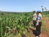 DUKUNG KETAHANAN PANGAN! Polsek Jatirogo Cek Lahan Jagung Warga Desa Demi