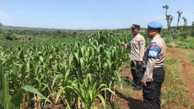 DUKUNG KETAHANAN PANGAN! Polsek Jatirogo Cek Lahan Jagung Warga Desa Demi