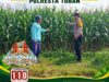 ANGGOTA POLSEK KEREK POLRESTA TUBAN PANTAU PERTUMBUHAN TANAM JAGUNG