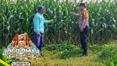 ANGGOTA POLSEK KEREK POLRESTA TUBAN PANTAU PERTUMBUHAN TANAM JAGUNG