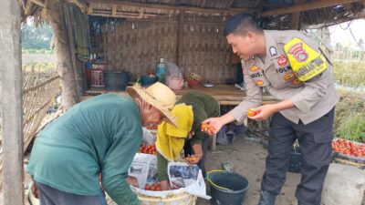 Bhabinkamtibmas Bagik Papan Cek Panen Tomat, Dukung Ketahanan Pangan dan Imbau Warga Cegah Karhutla