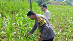 ANGGOTA POLSEK GRABAGAN SAMBANG DESA BINAAN, PANTAU LAHAN JAGUNG DAN MEMASTIKAN SISTEM IRIGASI MASIH LANCAR