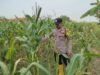 Dukung Astacita Presiden, Polsek Kenduruan Polresta Tuban Pantau Perkembangan Tanaman Jagung Petani