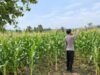 Dukung Ketahanan Pangan Nasional, Bhabinkamtibmas Polsek Tambakboyo Monitoring Lahan Jagung Binaan