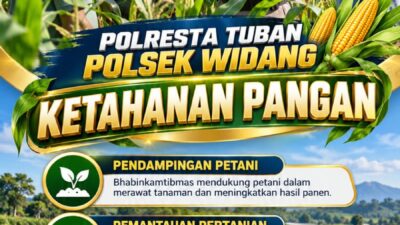 Mendukung Program Ketahanan Pangan, Bhabinkamtibmas Monitoring Pertumbuhan Jagung