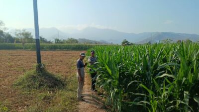 Dukung Swasembada Pangan Nasional, Bhabinkamtibmas Desa Tarusa Pantau Perkembangan Lahan Jagung Satu Hektar